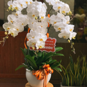 Chậu Lan Hồ điệp - LB00096 - labe.vn