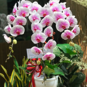 Chậu Lan Hồ điệp - LB00145 - labe.vn