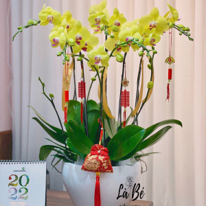 CHẬU HOA LAN TẾT - LB00254 - labe.vn