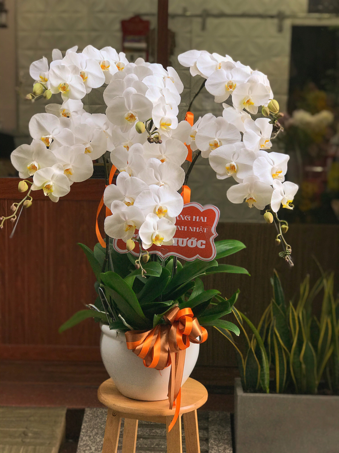 Chậu Lan Hồ điệp - LB00096 - labe.vn