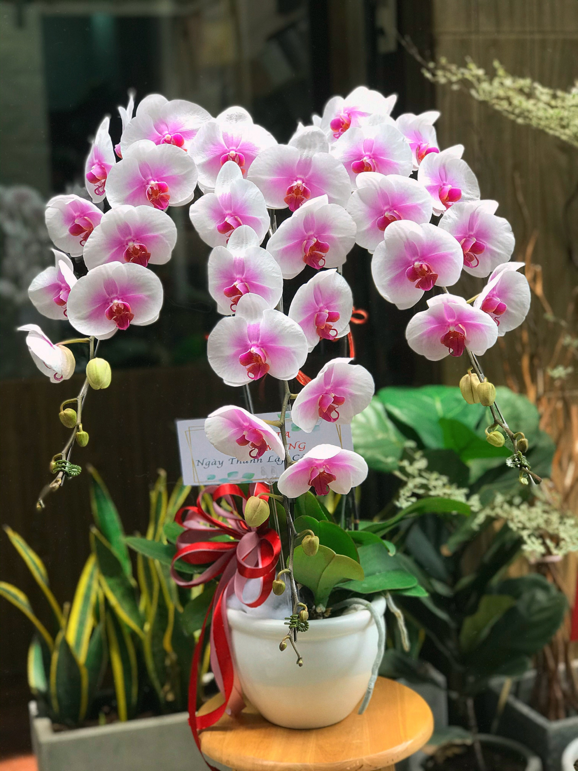 Chậu Lan Hồ điệp - LB00145 - labe.vn